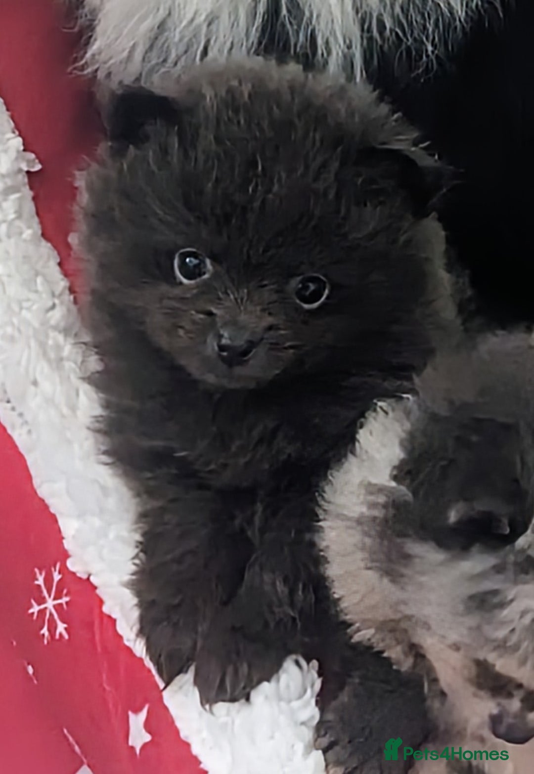 Pomeranian dogs for sale: Pomeranian Blue girl left!   - Advert 34