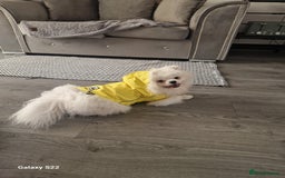 Pomeranian dogs for stud: Pomeranian for stud  - Image 7