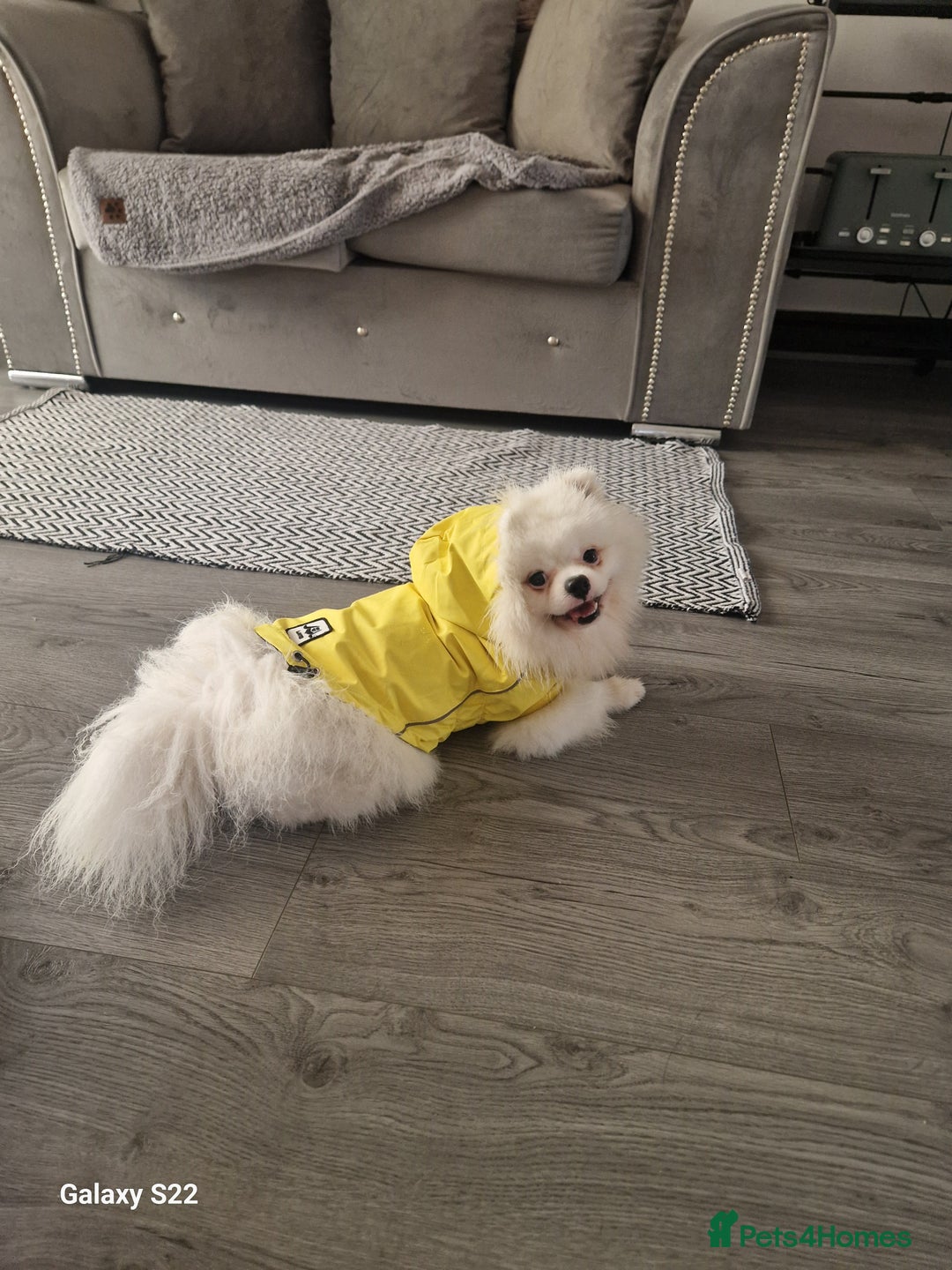 Pomeranian dogs for stud: Pomeranian for stud  - Image 7