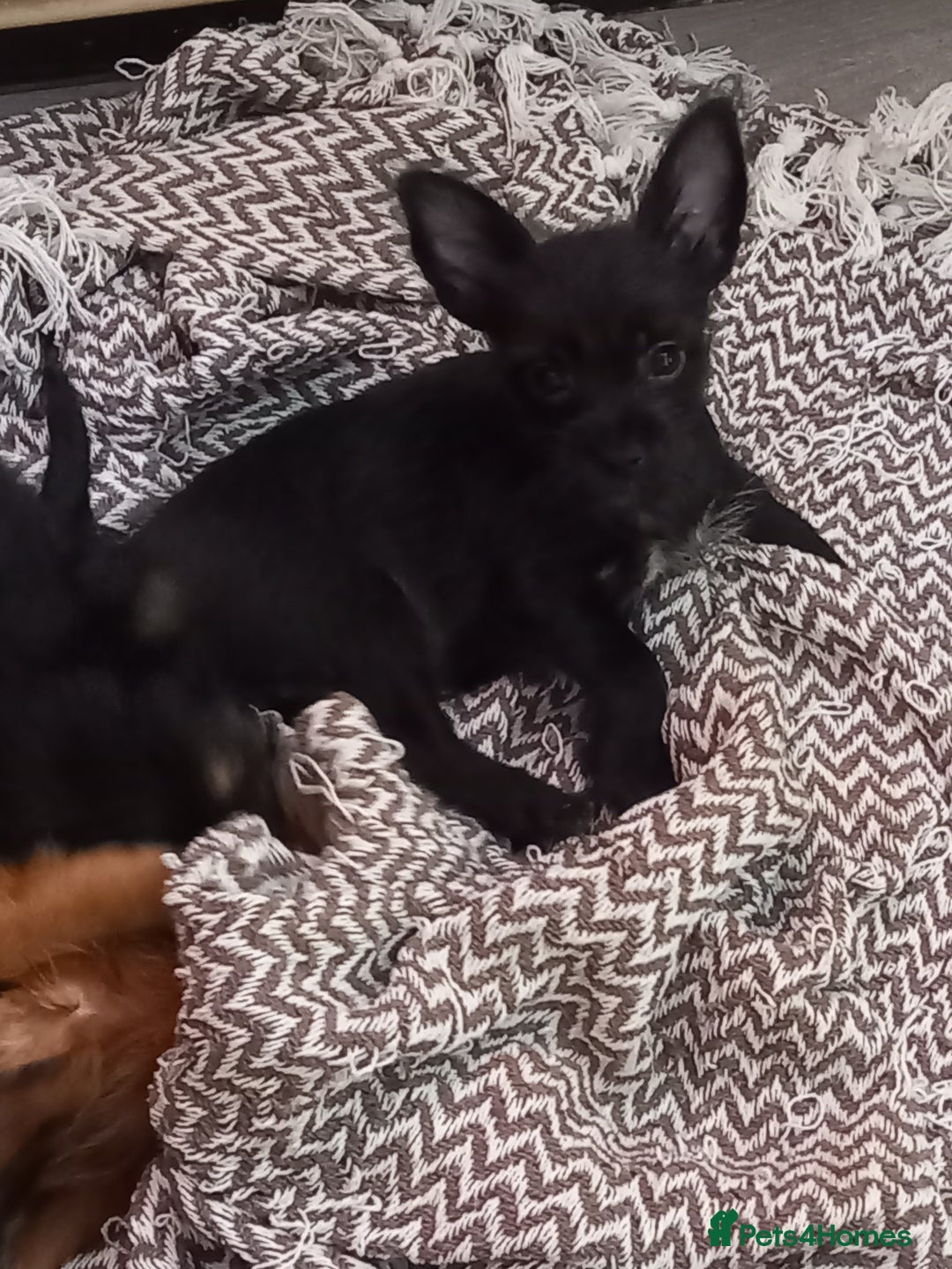 Mixed Breed dogs for sale: 💞ONLY 4 Beautiful Yorkie Russel Puppies Left 💞 - Image 26