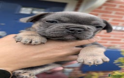 French Bulldog dogs for sale: Stunning French bulldog puppies 🐕 - Image 32
