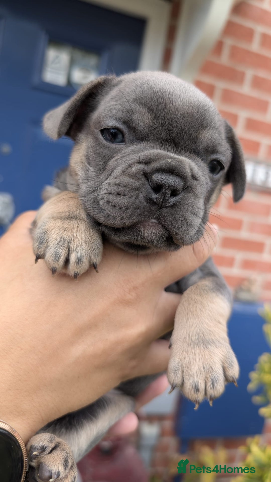 French Bulldog dogs for sale: Stunning French bulldog puppies 🐕 - Image 32