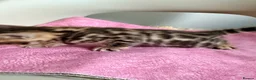 Bengal cats for sale: Beautiful Bengal Kittens – 1 Male & 3 Females 🐈😻 in London - Advert 5