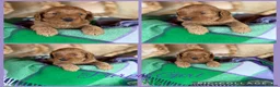 Cavapoo dogs for sale: Extensively Health Tested Cavapoo Puppies🏆 - Advert 6