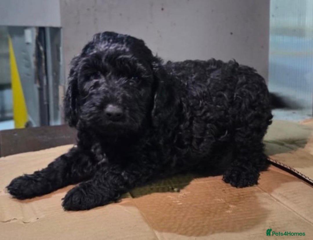 Cockapoo dogs for sale: cockapoos - Advert 5