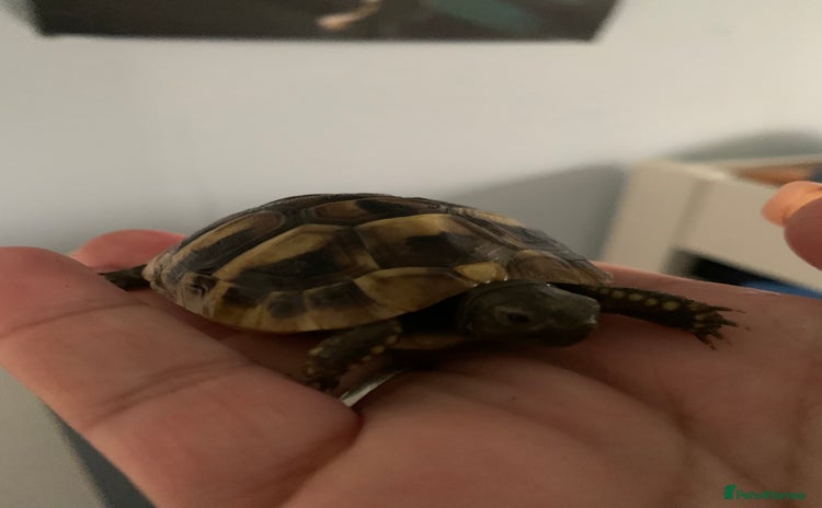 Hermann Tortoise reptiles - Advert 3