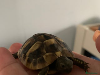 Hermann Tortoise reptiles - Advert 6