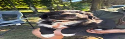 Sprollie dogs for sale: Springer x Collie in Lydney - Advert 14