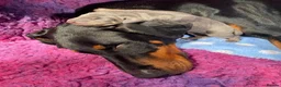 Dobermann dogs for sale: *KC REGISTERED* HEALTH TESTED DOBERMAN PUPPIES* - Advert 26