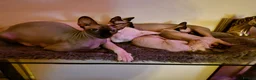 Sphynx cats for sale: Canadian Sphynx kittens - Advert 27