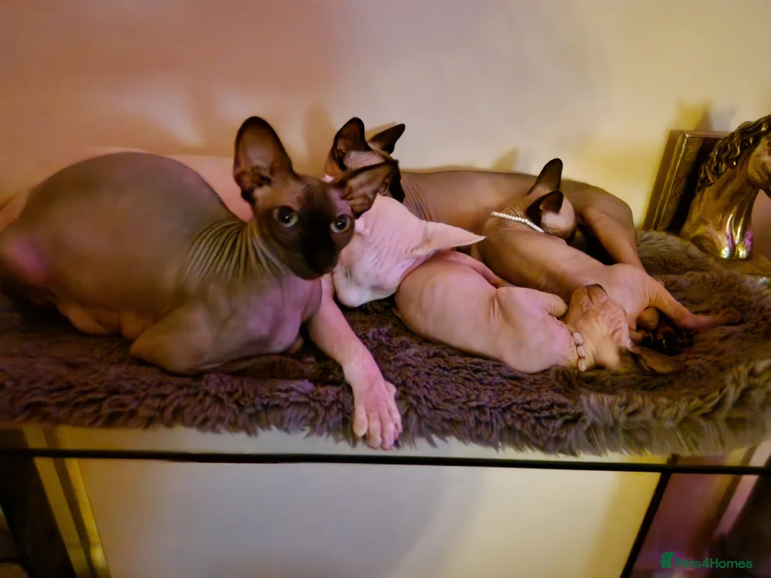 Sphynx cats for sale: Canadian Sphynx kittens - Advert 27