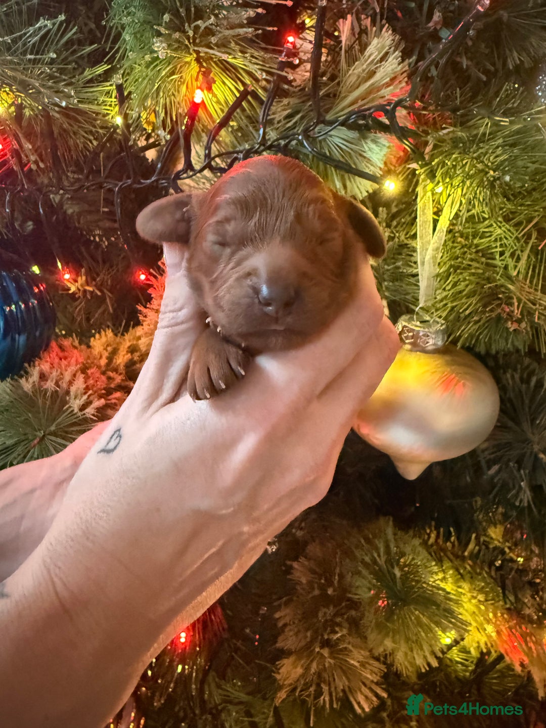 Cavapoo dogs for sale: Cavapoo puppies for sale - Advert 12