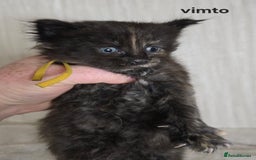 Maine Coon cats for sale: Maine Coon Kittens Tortie/Torbie Russian lines - Image 15