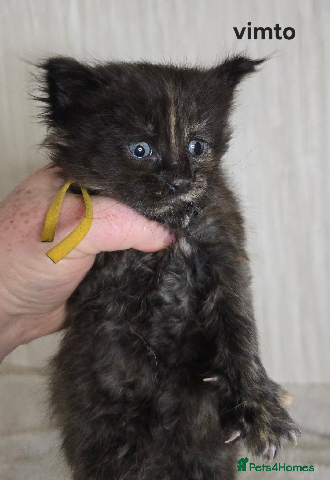 Maine Coon cats for sale: Maine Coon Kittens Tortie/Torbie Russian lines - Image 15