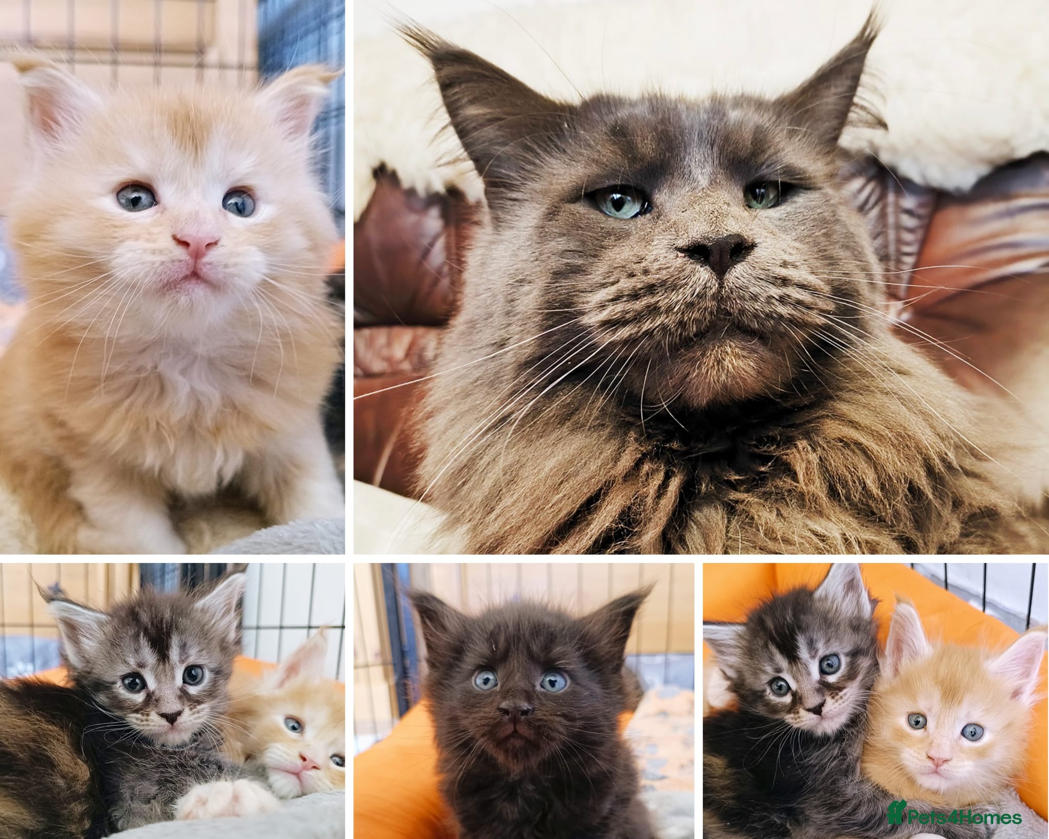 Maine Coon cats XXL Maine coon kittens, DNA health tests  - Advert 14