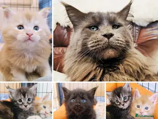 Maine Coon cats XXL Maine coon kittens, DNA health tests - Advert 14