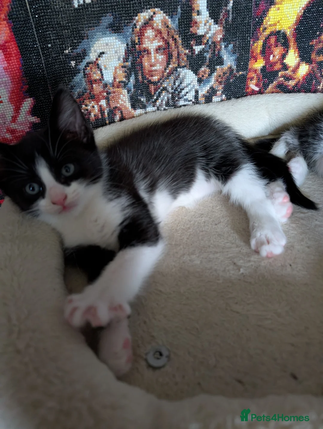 Mixed Breed cats for sale: 2 female mixed rag dolls  - Advert 2