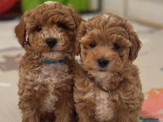 Maltipoo dogs Stunning Maltipoo puppies - Advert 5