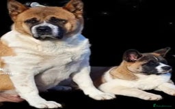 Akita dogs for sale: ✨🐕 Akita Brothers Seeking Their Forever Homes! 🐕 - Image 10