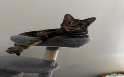 Bengal cats for sale: Max   - Advert 2