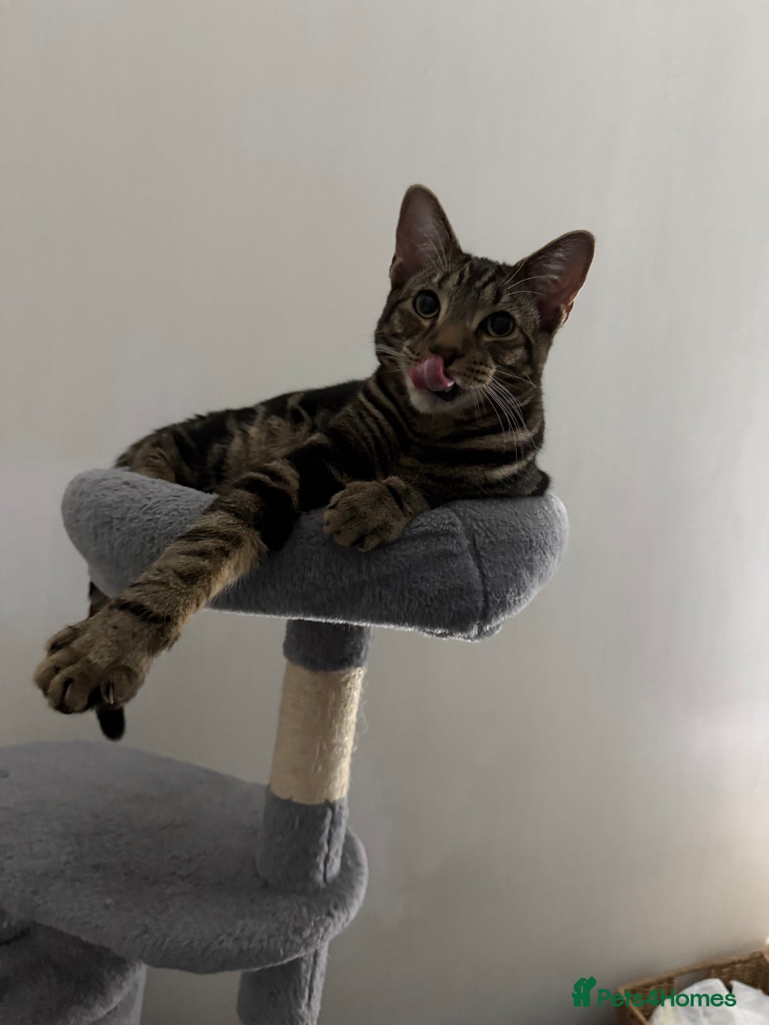 Bengal cats for sale: Max   - Advert 2