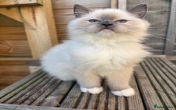 Ragdoll cats for sale: Absolute stunning gccf  blue mitted girl  - Image 5