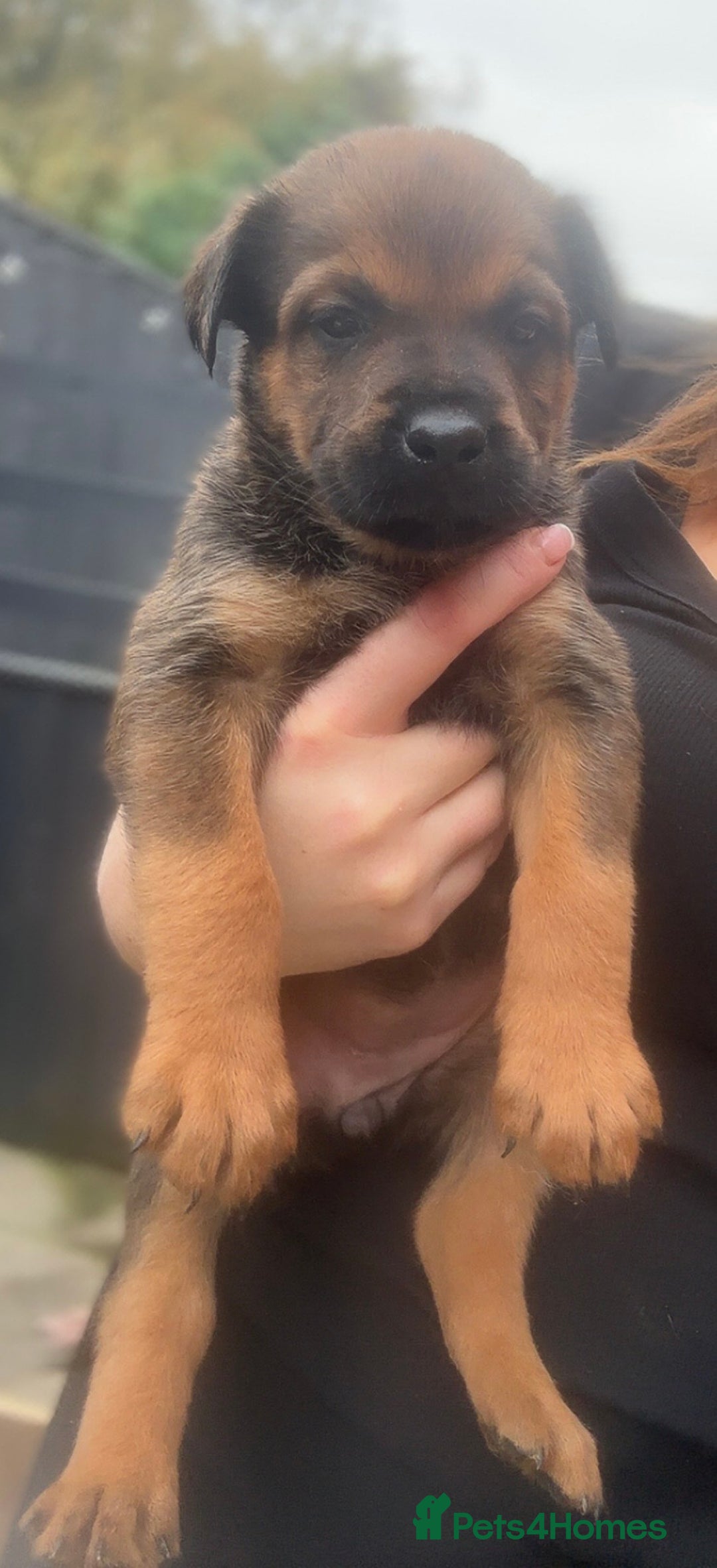 Mixed Breed dogs for sale: Stunning Rottweiler cross Belgian malinois  - Image 6