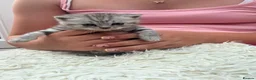 British Shorthair cats for sale: Exquisite British shorthair kittens - Advert 15