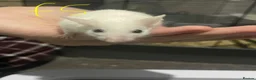 Mouse rodents for sale: Multimammates  - Advert 14