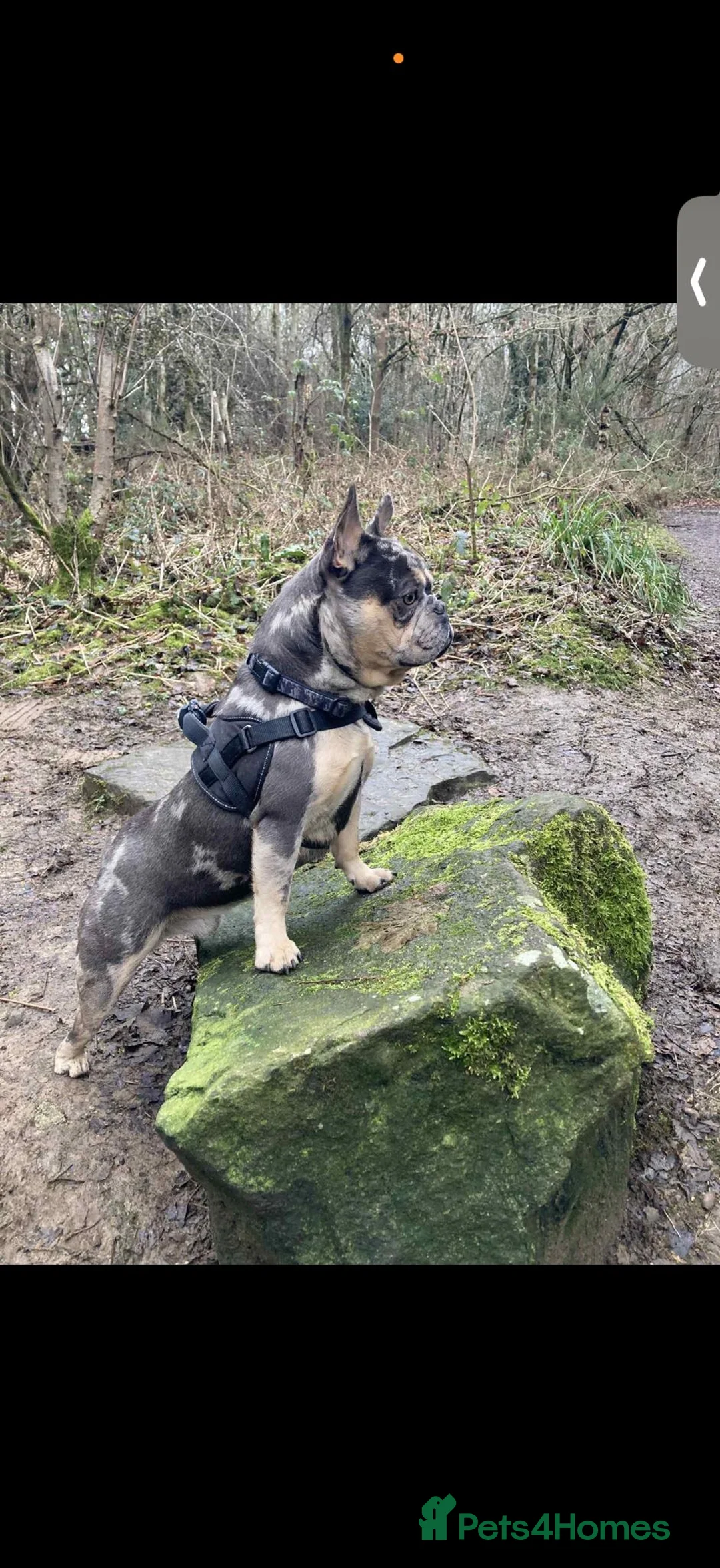 French Bulldog dogs for stud: French bulldog for stud  in Pontefract - Advert 2
