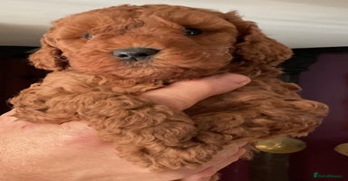 Cockapoo dogs - Advert 5