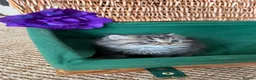 British Longhair cats for sale: Adorable British Shorthair Teddy Kittens - Advert 11