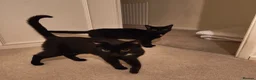 Domestic Shorthair cats for sale: Bonded pair of indoor girl cats - together only - Advert 5