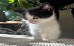 Mixed Breed cats for sale: White and tabby/white and black kittens - Image 14