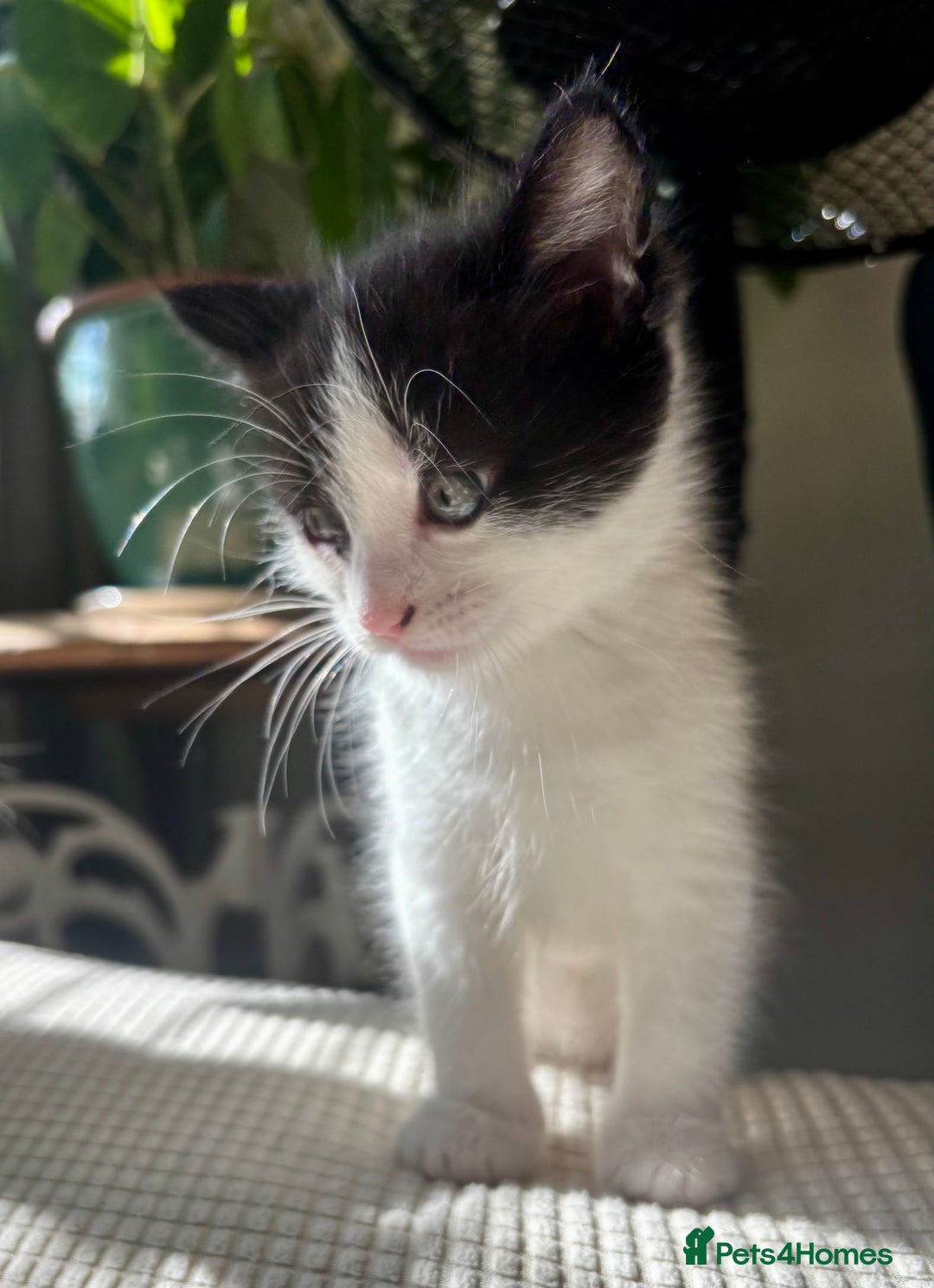 Mixed Breed cats for sale: White and tabby/white and black kittens - Image 14