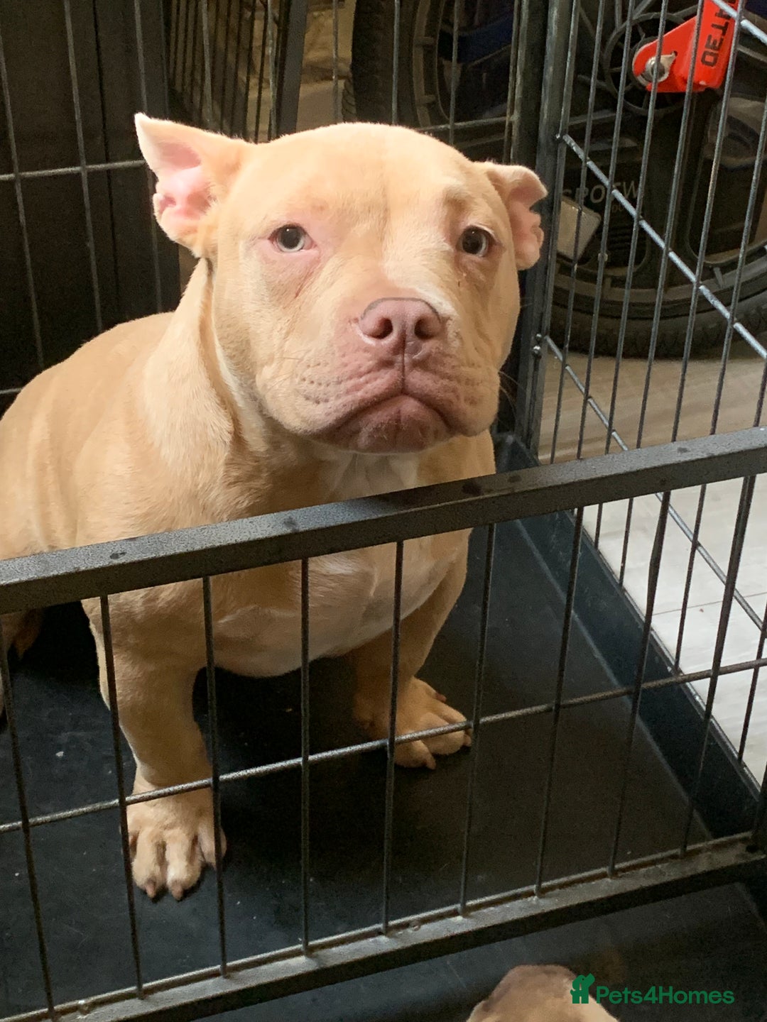 American Bully dogs for sale: Pocket bully for sale  - Image 4