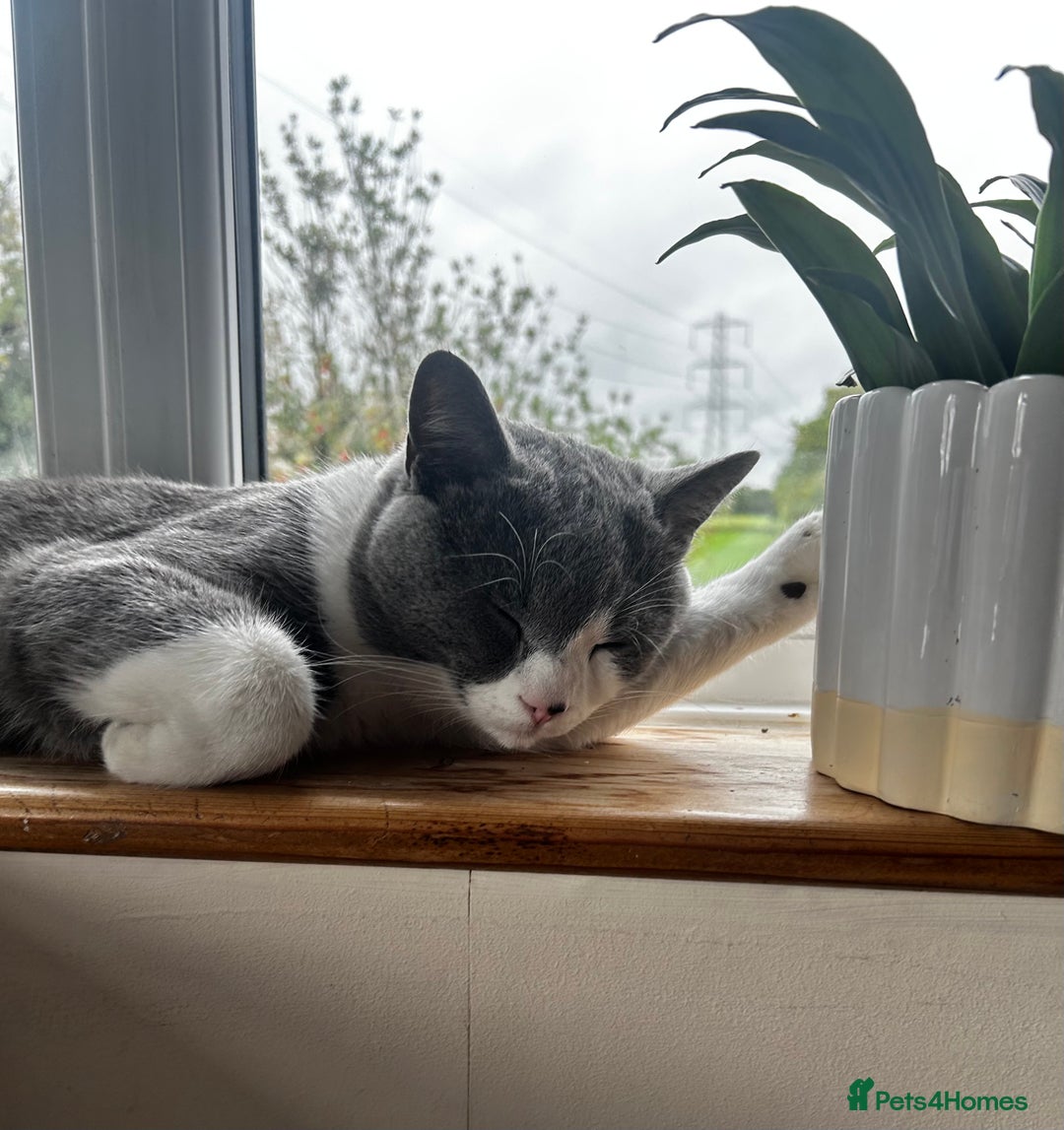 British Shorthair cats for sale: One year old British shorthair x Tabby - Advert 4