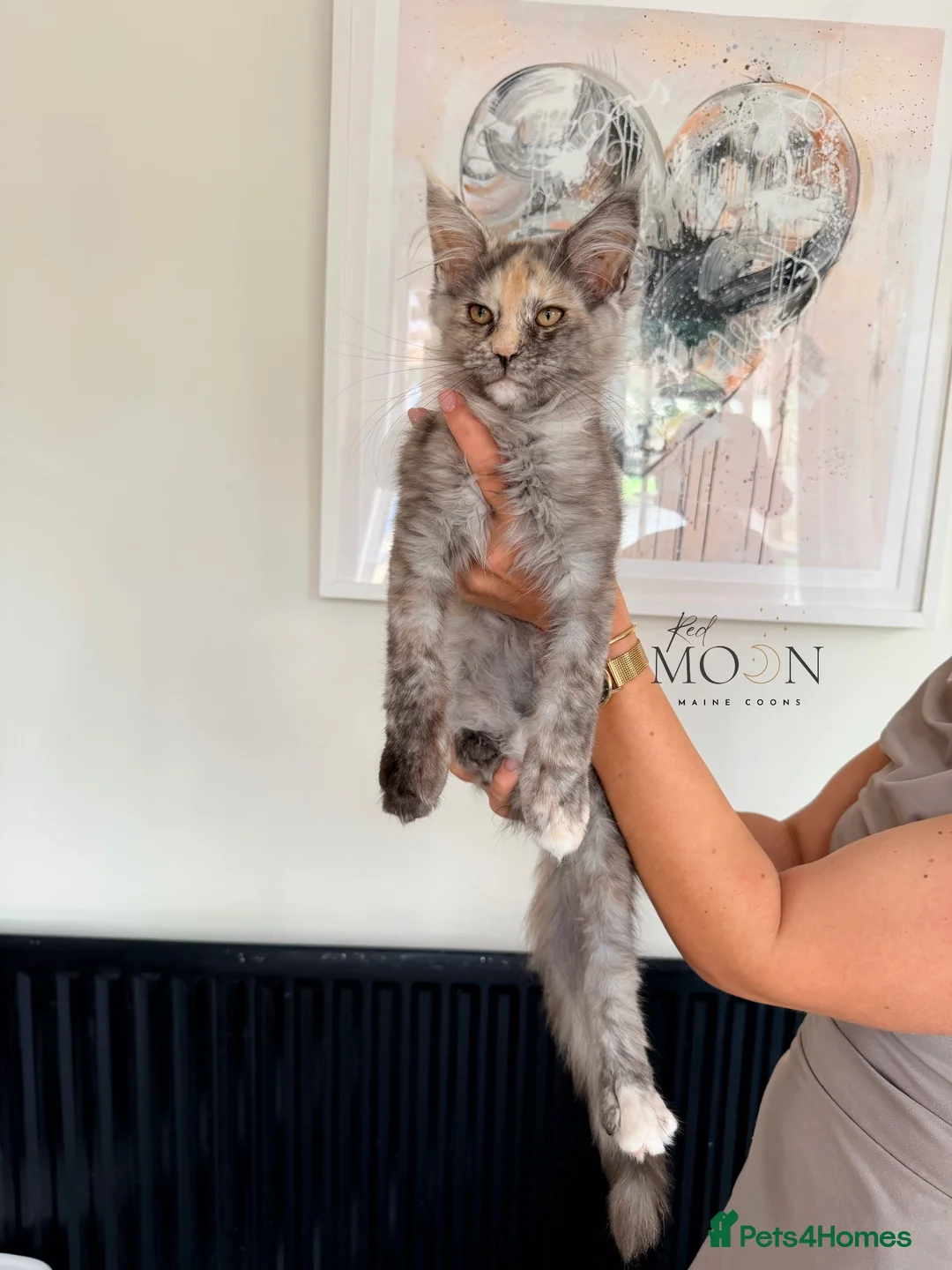 Maine Coon cats for sale: Registered Maine Coon kitten - Advert 6