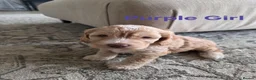 Cockapoo dogs for sale: Our Beautiful litter of F1 Cockapoo puppies  - Advert 4