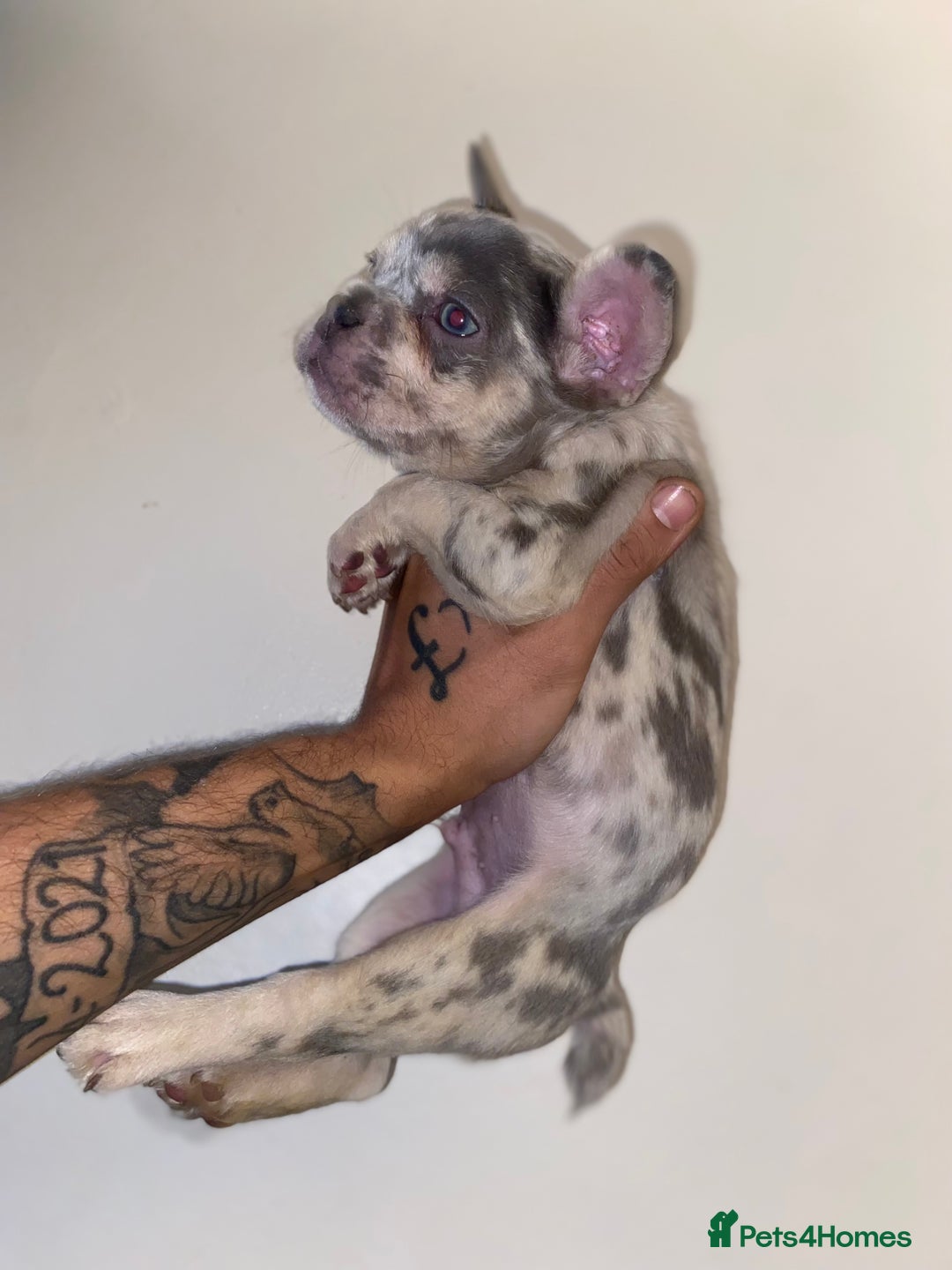 French Bulldog dogs for sale: High Quality Fluffy french bulldogs  - Image 4