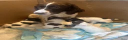 English Springer Spaniel dogs for sale: Gorgeous KC Springer Spainel Puppies  - Advert 2