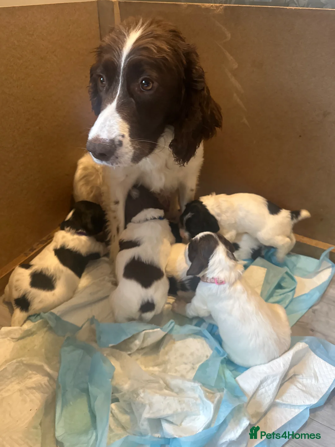 English Springer Spaniel dogs for sale: Gorgeous KC Springer Spainel Puppies  - Advert 2