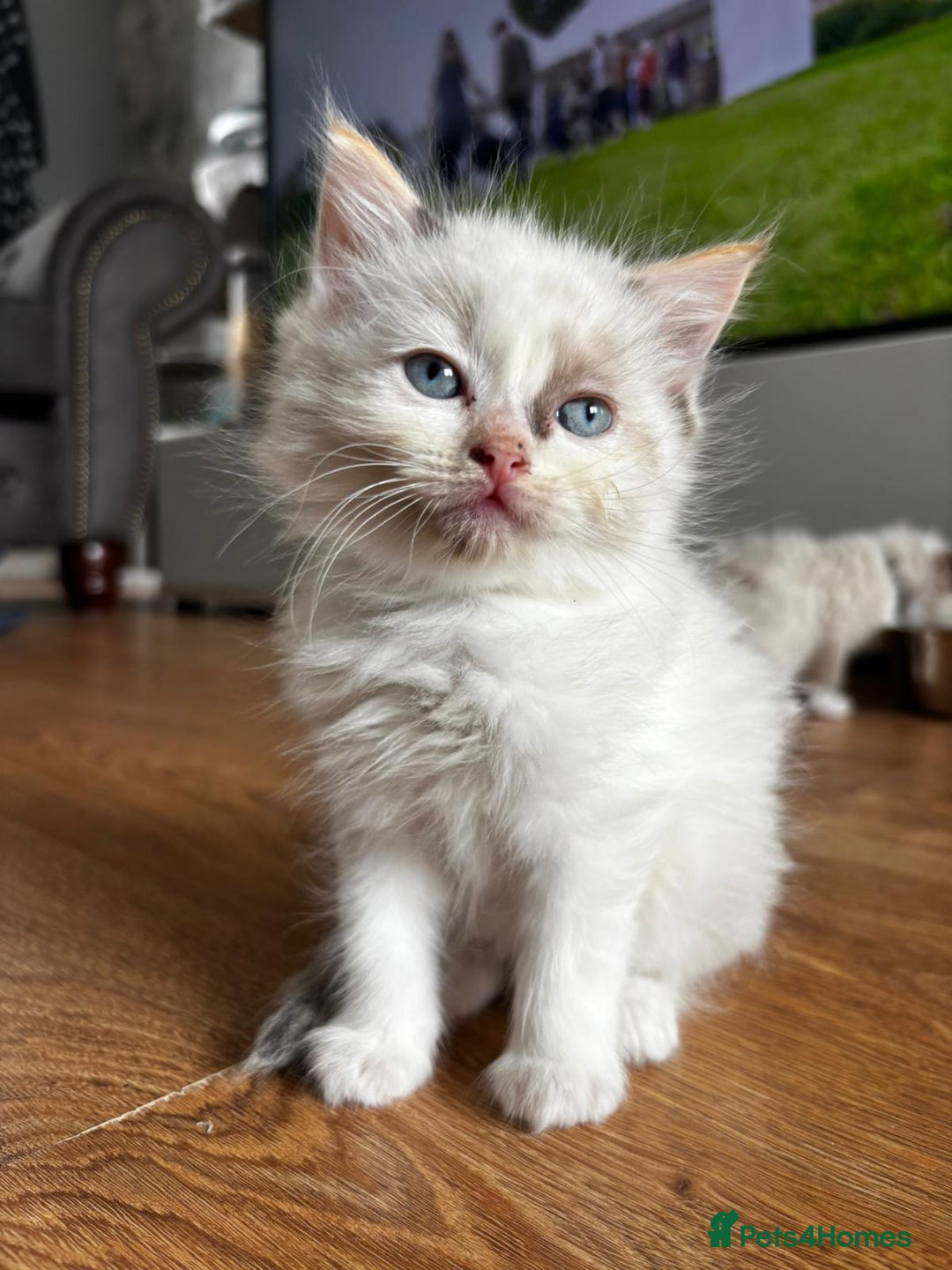 Ragdoll cats for sale: 6 gorgeous fluffy ragdoll kittens  - Image 18