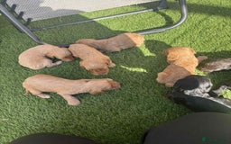 Cockapoo dogs for sale: Beautiful cockerpoo pups for sale - Image 13