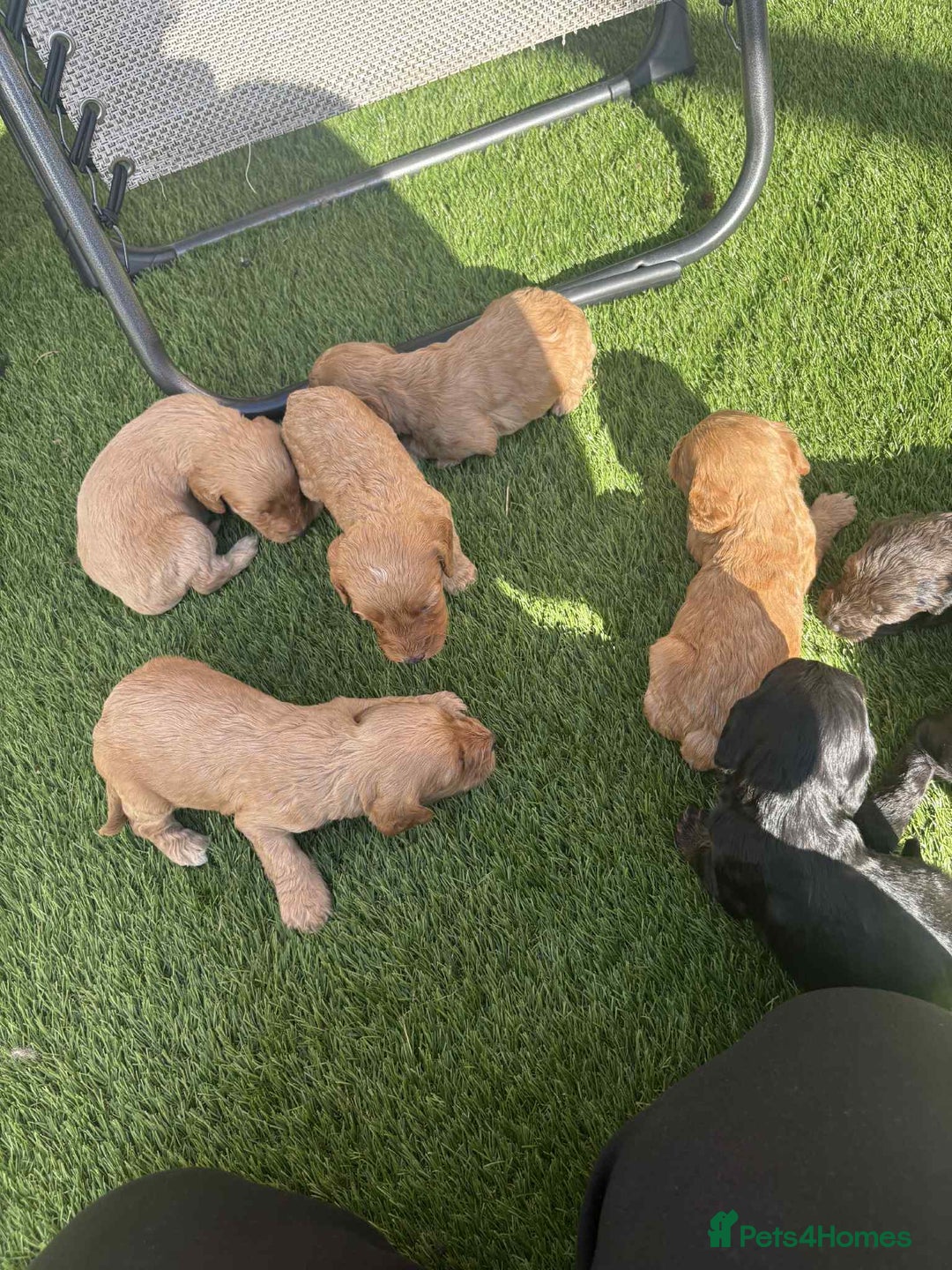 Cockapoo dogs for sale: Beautiful cockerpoo pups for sale - Image 13