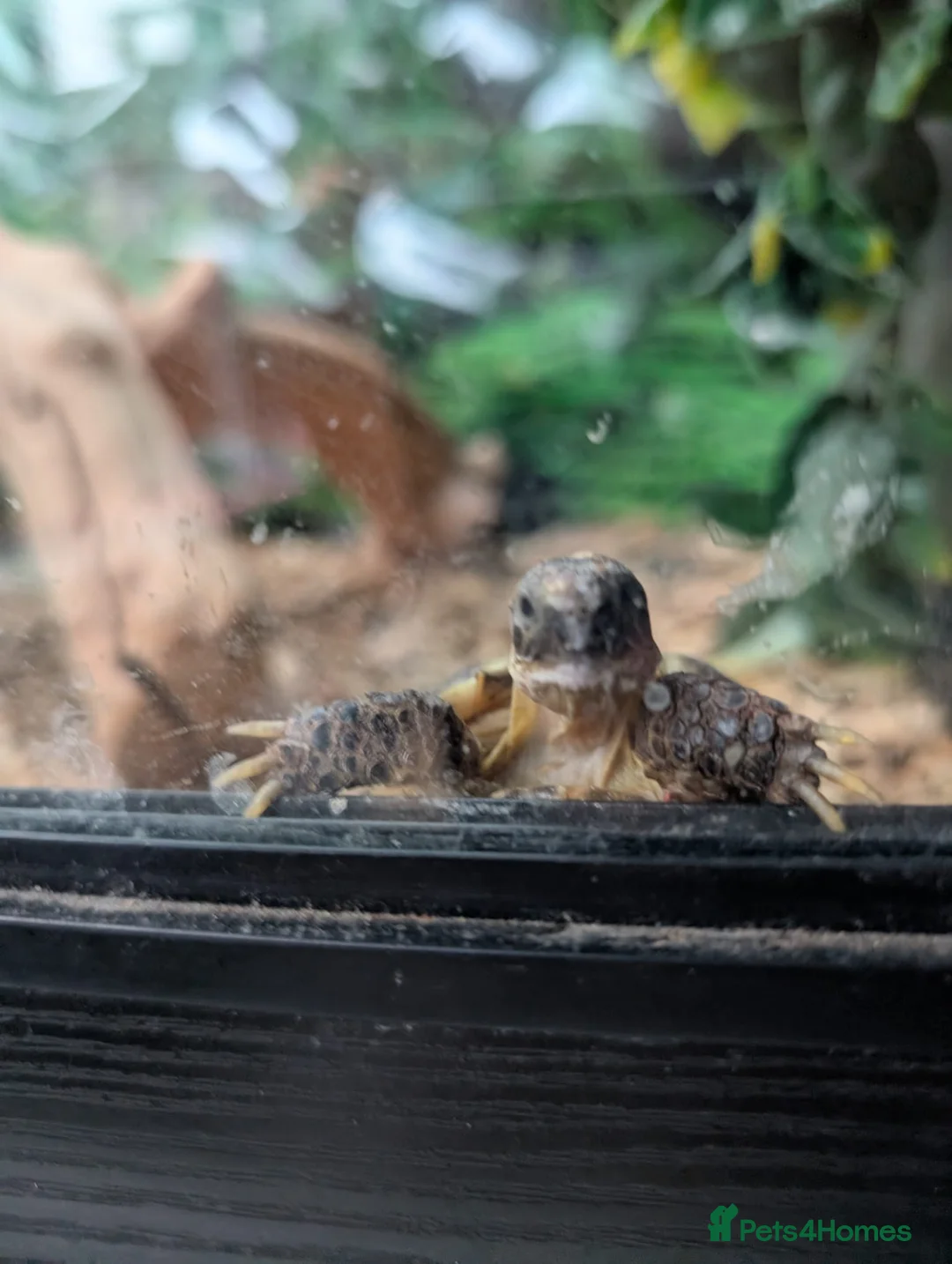 Tortoise reptiles for sale: Tortoise - Advert 1