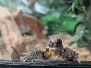 Tortoise reptiles Tortoise - Advert 1