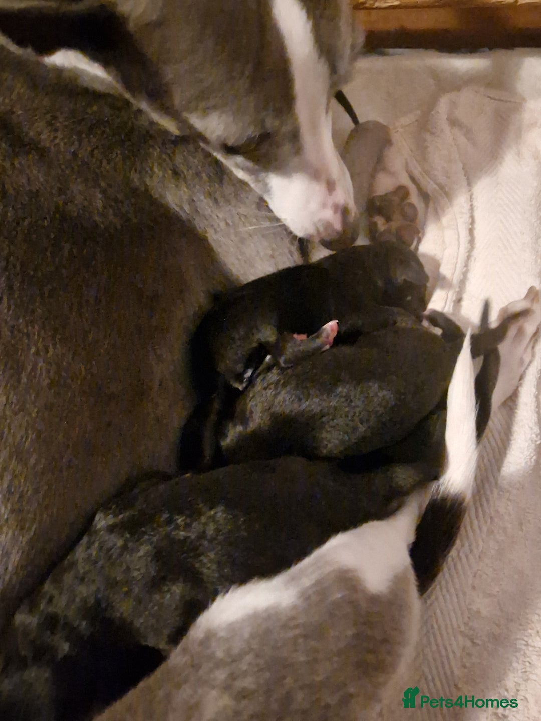 Mixed Breed dogs for sale: Highest Quality Bedlington Whippets  - Advert 5