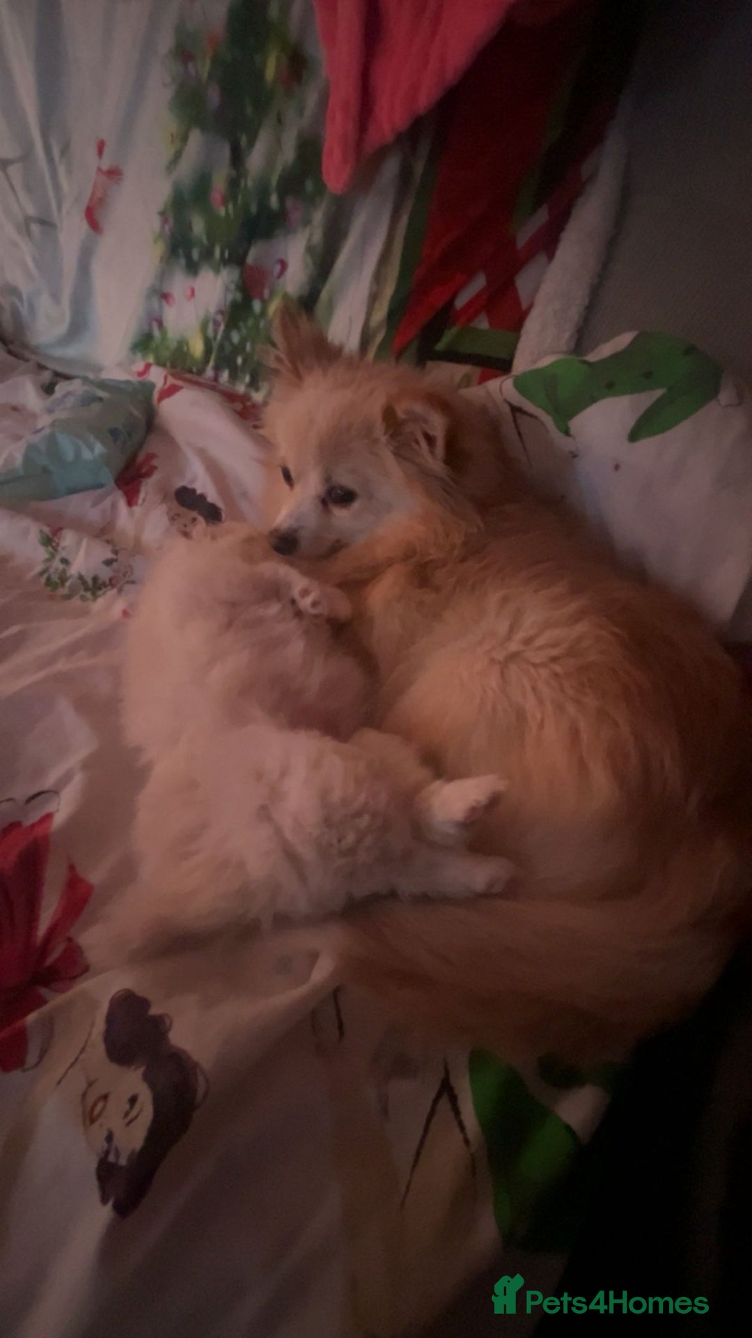 Pomeranian dogs for sale: Pomeranian Puppy For Sale - Advert 10