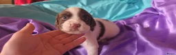 English Springer Spaniel dogs for sale: ⭐️ KC Home Reared Tested Springer Pups ⭐️ - Advert 1